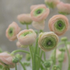 CosmosChime的头像-WP独立站学院