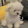 血誓狂徒的头像-WP独立站学院