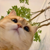 Fox小狐狸的头像-WP独立站学院