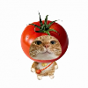 糖霜猫咪的头像-WP独立站学院